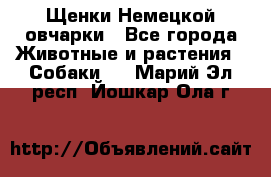 Щенки Немецкой овчарки - Все города Животные и растения » Собаки   . Марий Эл респ.,Йошкар-Ола г.